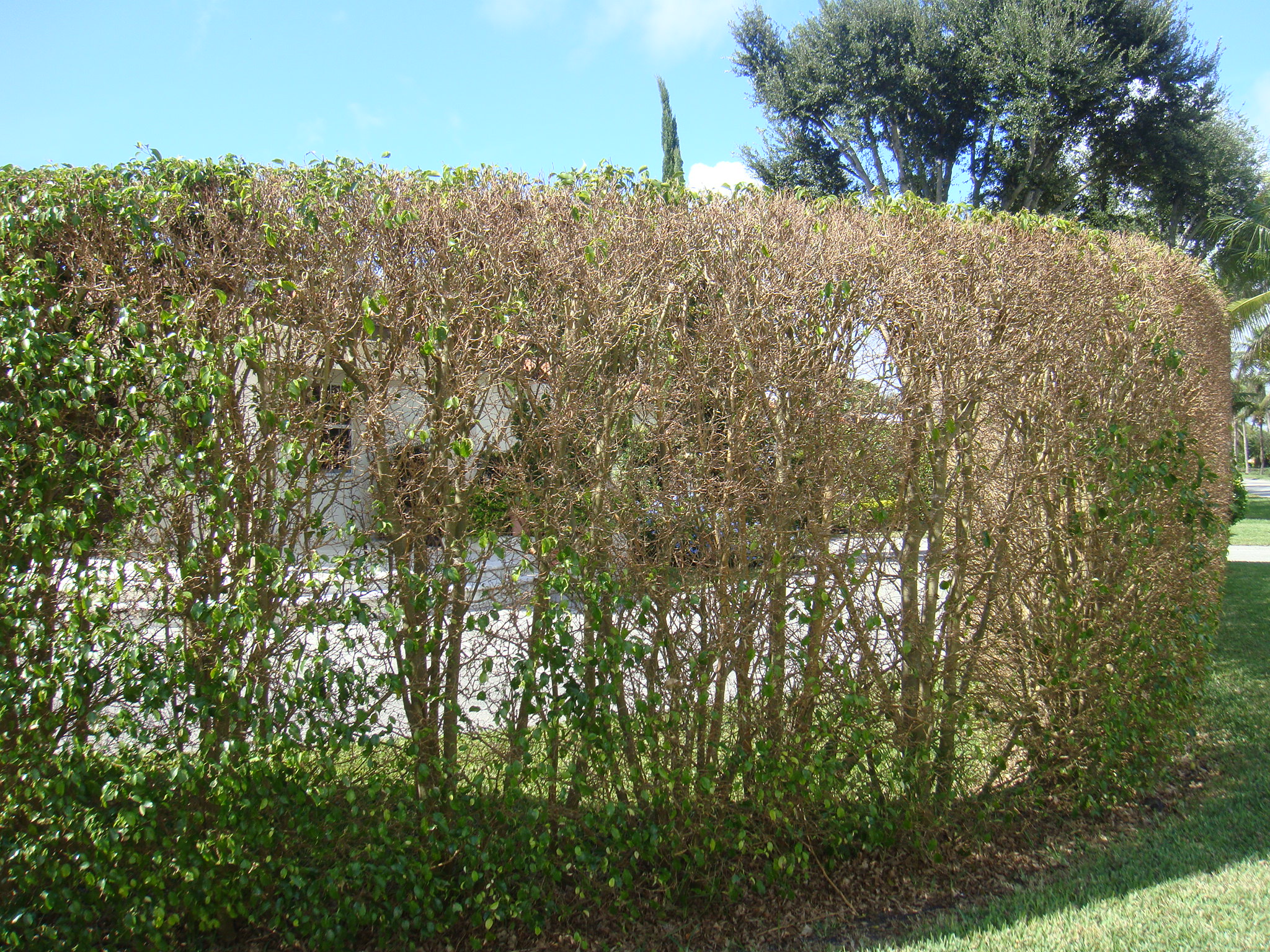hedge damaged by Whitefly